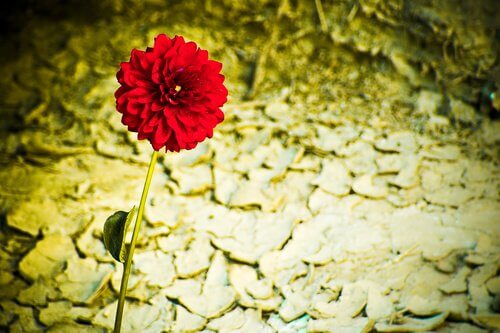 Elastyczna osobowość, silna osobowość