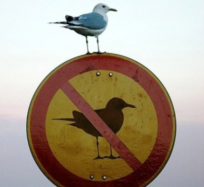 Ptak na zakazie