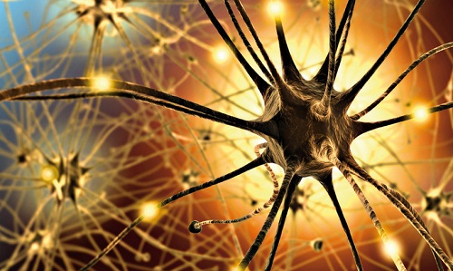 neurony