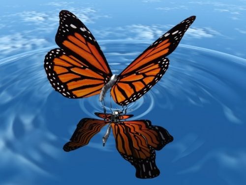 Motyl na powierzchni wody