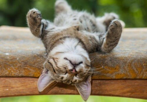 Drzemka i jej 4 psychologiczne korzyści