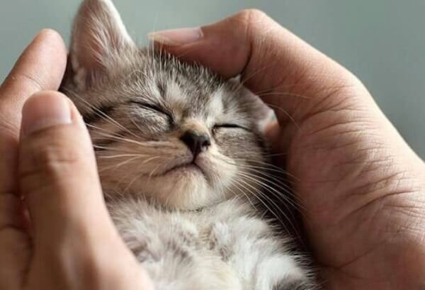 Twój kot: spędzaj z nim jak najwięcej czasu