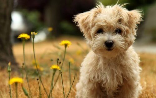 Psy nie umierają, lecz zasypiają w naszych sercach