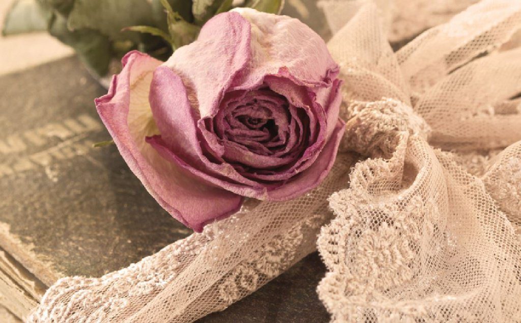 Sucha róża symbolizująca wspomnienia