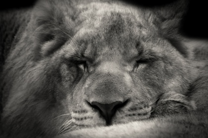 Śpiący lew