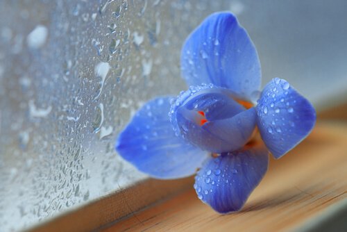 Niebieski kwiat na parapecie