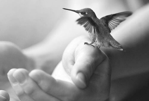 Koliber na dłoni