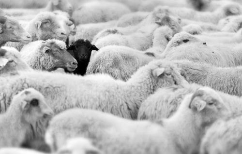 Czarna owca w rodzinie - jak układają się wzajemne relacje
