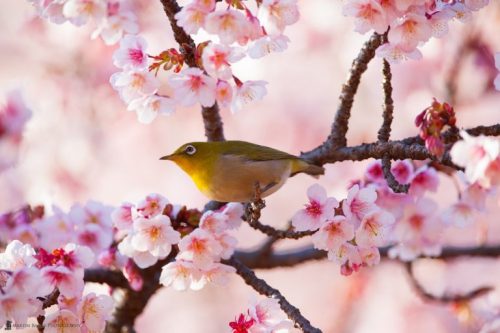 Ptak na drzewie kwitnącej wiśni