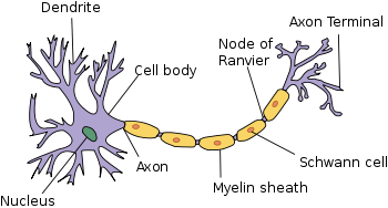 Budowa neuronu