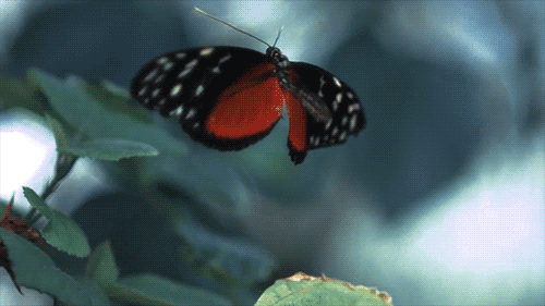 Czerwono czarny motyl.