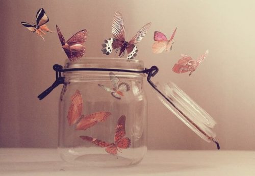 Motyle wylatują ze słoika