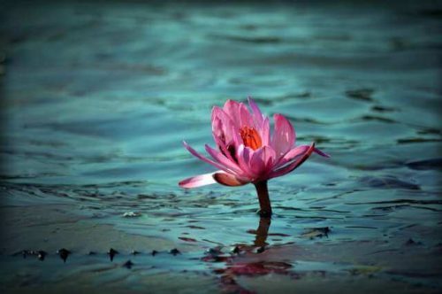 Kwiat lotosu kwitnący w trudnych warunkach