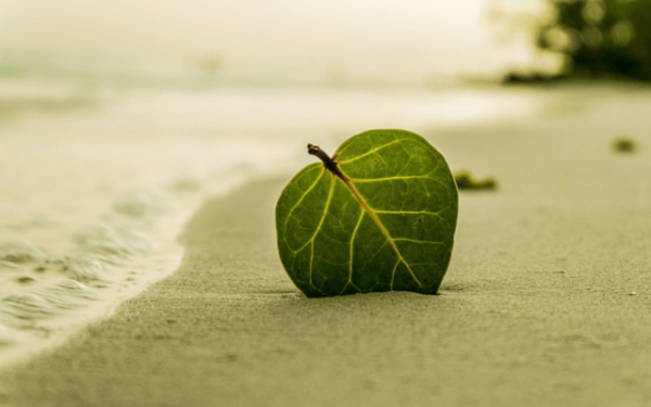 Zielony liść na plaży.