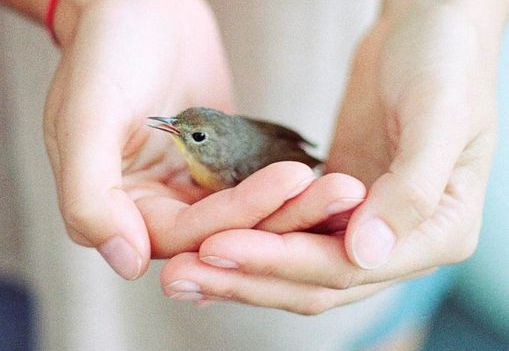 Mały ptak w dłoniach