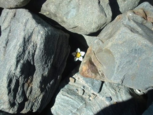 Biały kwiat wśród skał
