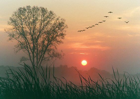 Drzewo o zachodzie słońca i lecące ptaki.