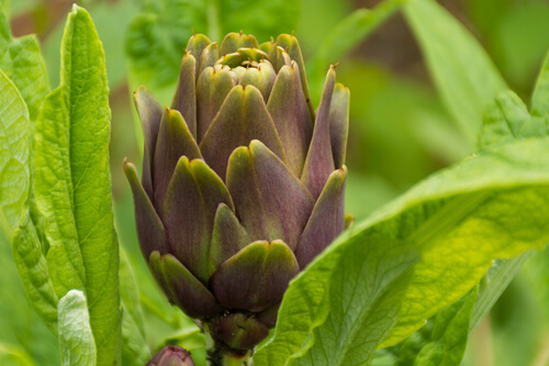 Kwiaty na pustyni - karczoch