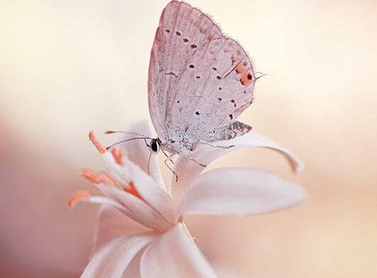 Motyl na kwiatku.