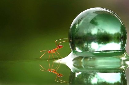 Mrówka i kropla wody