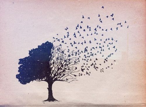 Drzewo dmuchawiec - rozwiń skrzydła