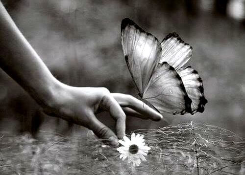 Kwiatek i motyl