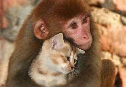 Zwierzęta - małpa przytula kota