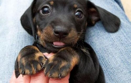 Zwierzęta - jaką rolę pełnią w naszym życiu?