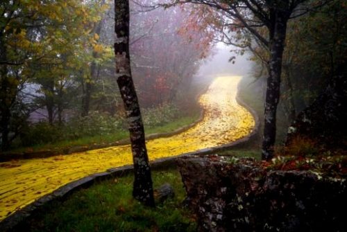 Odpuszczać - Złota ścieżka w lesie
