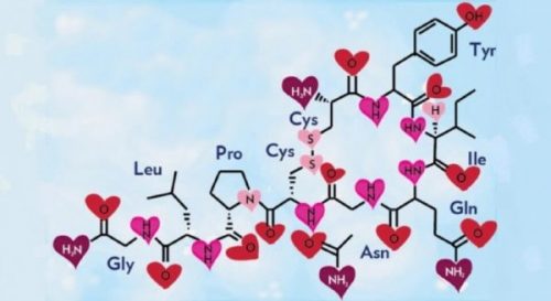 Oksytocyna, hormon miłości i szczęścia