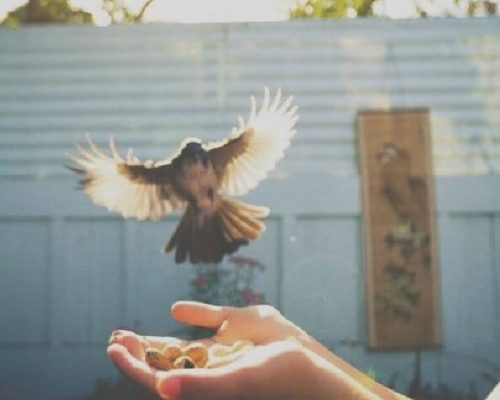 Ptak ląduje na wyciągnięte dłonie
