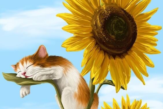 słonecznik i kot