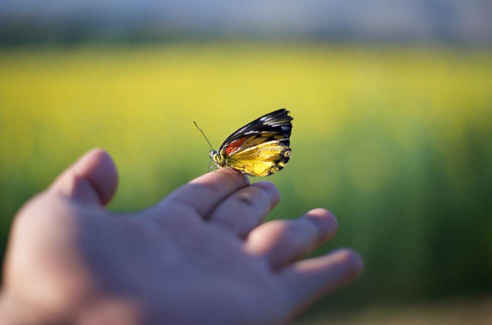 Motyl na dłoni.