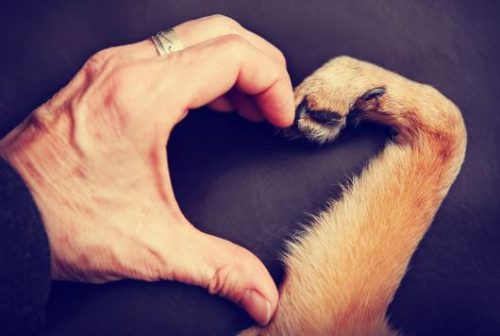 Dłoń i łapa psa tworzą serduszko
