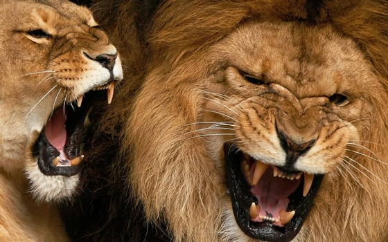 Krzyk w świecie zwierząt - ryczące lwy.