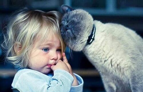 Kototerapia: 5 korzyści z posiadania kota