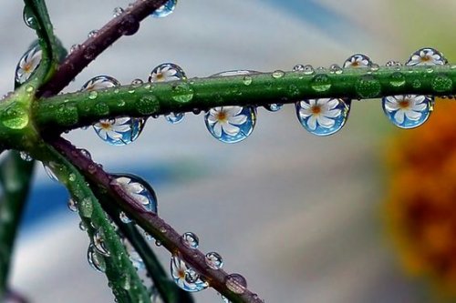 Krople rosy na gałązce.