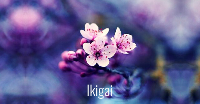 kwiat wiśni - ikigai