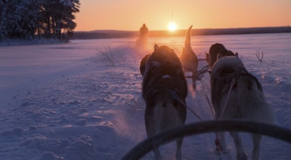 Finlandia - zaprzęg psów.