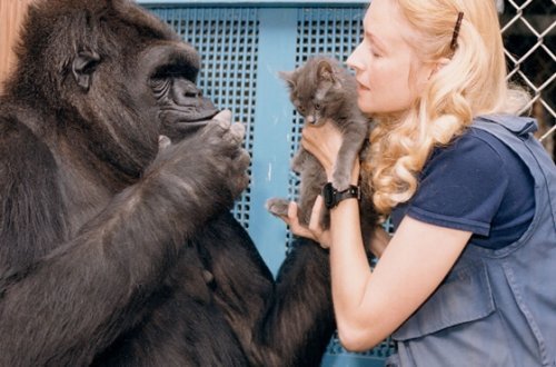 Koko - najmądrzejsza gorylica na świecie i jej historia