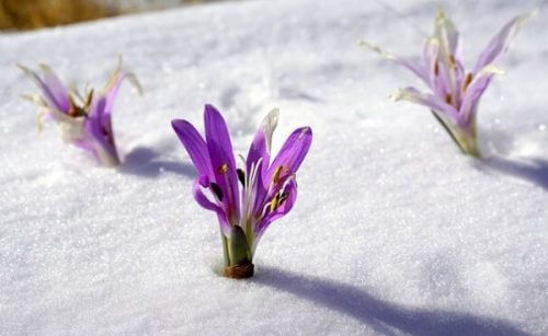 Sisu: fińska odpowiedź na trudne czasy