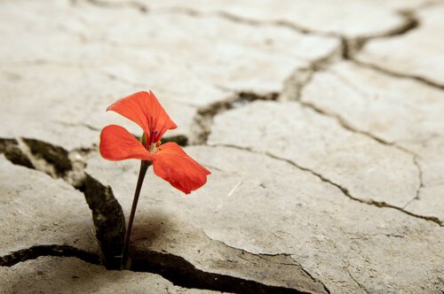 Kwiat wyrasta z betonu