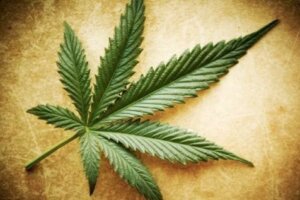 Marihuana – mity, prawdy i półprawdy