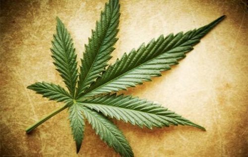 Marihuana - mity, prawdy i półprawdy