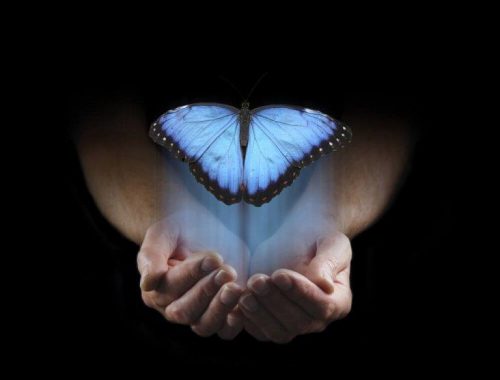 Motyl w niebieskiej poświacie