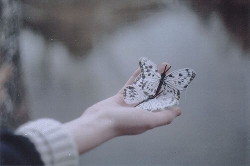 Motyle w dłoni.