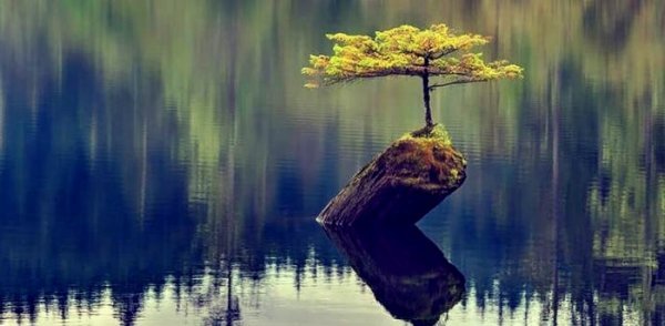 Drzewko wyrastające z pnia na jeziorze.