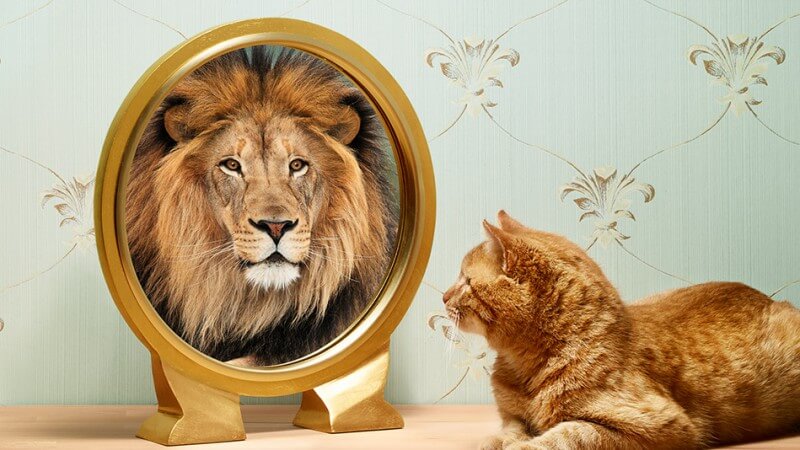 Odwaga - kot, który postrzega siebie jako lwa.