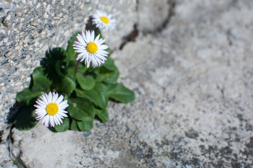 Kwiatki rosnące na kamieniu