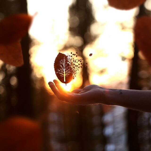 Liść nad dłonią.